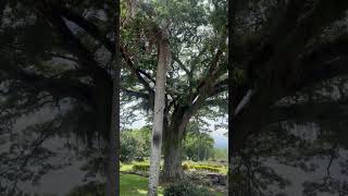 ALMENDRA JULIAN Y SU COMBO HACIENDA EL PARAÍSO Efraín y María CERRITO VALLE DEL CAUCA TEKO [upl. by Sitruc]