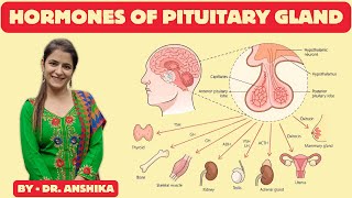 Hormone of the Pituitary Gland Explained  Anterior amp Posterior Pituitary Hormone PituitaryGland [upl. by Treacy]