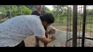 vaccination done of palayi goats [upl. by Luehrmann585]