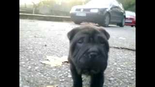 Shar Pei Negro 2 Meses [upl. by Drahcir470]