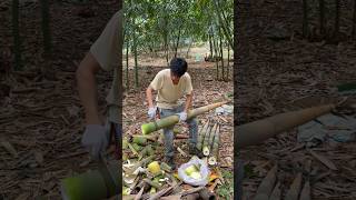 Skill Cutting Bamboo Shoot amazing farming bamboo bambooshoot viral short wildlife [upl. by Eigna628]