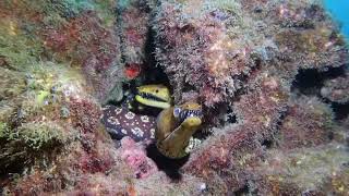 Fangtooth moray eel Enchelycore Ana Tina Tenerife  Spain [upl. by Adelaide]