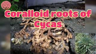 Coralloid roots of Cycas  Gymnosperm [upl. by Chantalle]