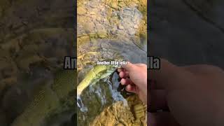 Creek Fishing smallmouth fall fishing nature short [upl. by Anaerol]