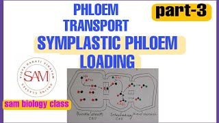 SYMPLASTIC PHLOEM LOADINGSAM BIOLOGY CLASS [upl. by Yerffe430]