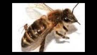 Mutant Bees are Invading America Documentary [upl. by Foskett215]