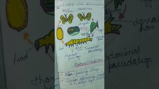 Most important questions in this year bsc 5th semester 2024📚✍️ Life cycle of Bombyx mori [upl. by Ichabod294]