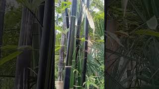 1184 glorious peacefullness 🖤 green black striped bamboo calming beauty southern Florida field trip [upl. by Iur]