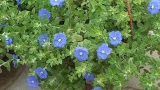 25 All about Blue Daze Evolvulus Glomeratus Flowers  Upvan Ranchi [upl. by Eelrebma388]