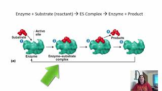 Chapter 5 Microbial Metabolism [upl. by Aicinet]