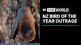 Bat could win NZ Bird of the Year  The World [upl. by Lawton976]