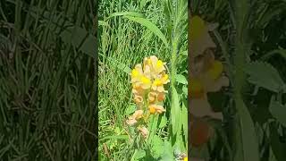 やっと春が来た！ ④  1 ホソバウンラン！ Common toadflax [upl. by Ibba]