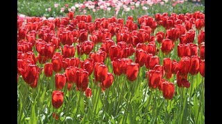 My Trip to Tulip Festival 2018 Holland Netherlands [upl. by Suired817]