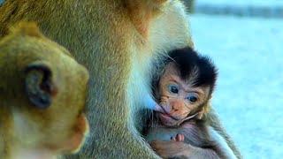 Real Life Baby Monkey  Look So Hungry Baby Monkey [upl. by Nirrep254]