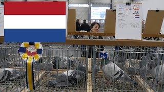 Holandia The Netherlands  Olimpiada Gołębi Pigeon Olympiad Poznań 2019 [upl. by Greiner566]