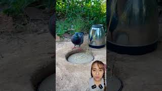 Jebakan buyung‼️ birds easytrap pigeon peacock uniquetrap animals birdtrap satisfying [upl. by Redliw]