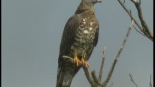 Bondrée apivore  Honey Buzzard  Wespenbussard   Pernis apivorus [upl. by Pablo]