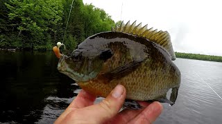 Bluegill Fishing Tips  How To Locate And Catch Big Bluegill In 2019 [upl. by Salamanca722]