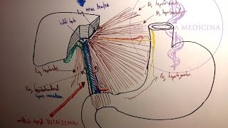 Omentul mic și orificiul WINSLOW [upl. by Nnayelhsa]