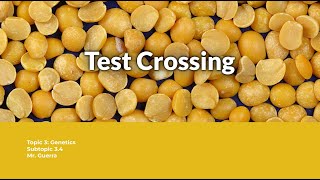 Question solved Test crossing  IB Biology Topic 3 Genetics [upl. by Amesari]