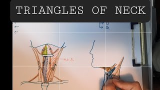 Anatomy of Triangles of Neck  Anterior amp Posterior triangles of Neck [upl. by Tinaret308]