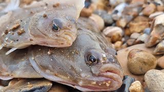 how to catch flat fish sea fishing for plaice dabs and flounders [upl. by Farrington]