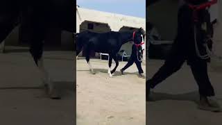 mushi 5 kalyan ghori for sale horsepakistan sale [upl. by Maddis]