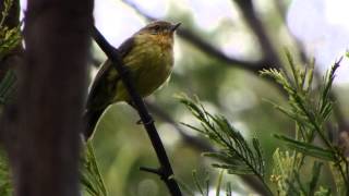 Yellow Thornbill Acanthiza nana [upl. by Enrika53]