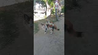 cat gatuno catlover gatuna cute gatoblanco kitten vidagatuna humor pets youtube you [upl. by Leoj110]