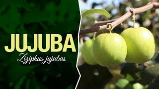 Conhece a Fruta Jujuba [upl. by Eisyak]