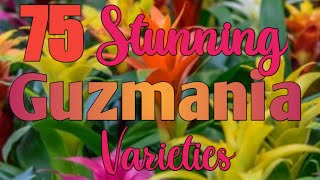 75 Stunning Guzmania Bromeliad Varieties [upl. by Domela373]