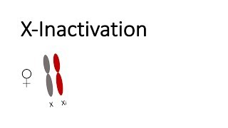 XInactivation in mammals [upl. by Masterson]