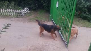 Dog vs Dogs Hunde bellen sich an bis das Tor aufgeht [upl. by Berti]