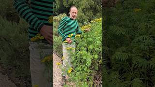 Tansy tanacetum vulgare herbs foraging nativeplants adventure gardening permaculture garden [upl. by Atinuhs]