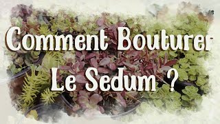 Comment bouturer le sedum et mes plantes grasses [upl. by Norword]