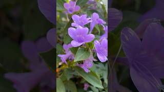 Beauty barleria cristata flowers  Home Gardening  flowers trending youtubeshorts shorts [upl. by Harwilll]