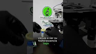 Preservativo FOSFORESCENTE bajo el microscopio 🔬 shorts microterra microscopio [upl. by Herra285]