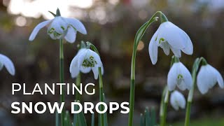 How to Plant Snowdrops [upl. by Sivle]