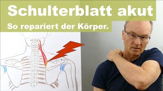 Akuter Schmerz am Ansatz des SchulterblattHebers Levator Scapulae So regeneriert die Matrix [upl. by Felten991]