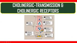 Cholinergic transmission amp Cholinergic receptors [upl. by Yatnuahs]