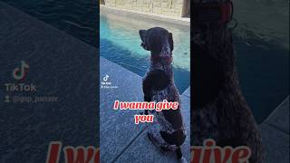 wanna give you German Shorthaired Pointer GSP puppy 🤔🙃🐶new shorts ytshorts viral viralshorts [upl. by Russel208]