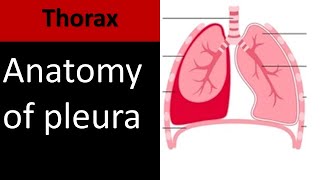 Lung Pleura I Anatomy Embryology and Radiology anatomy thorax [upl. by Anrak]