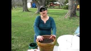 Learn How to Properly Plant a BareRooted Blueberry Plant in a Container [upl. by Aihsital]