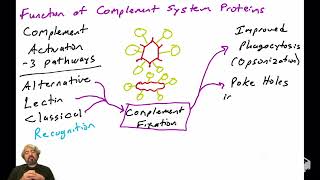 Introduction to the Complement System [upl. by Arihas]