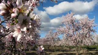 Almendro en FlorALBOX [upl. by Cornie]