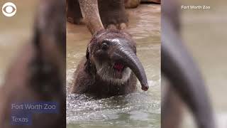 Baby elephant enjoys his first swim at Fort Worth Zoo [upl. by Henrieta]