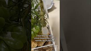 Happy Halloween mantis mantodea insects entomology ootheca bugs nature timelapse [upl. by Hillinck409]