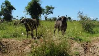 GAME DRIVE IN MURCHISON FALLS NATIONAL PARK [upl. by Oremo]