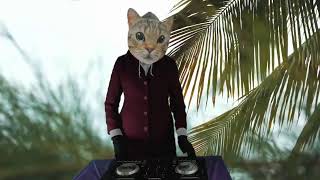 Mello Kitty Livestream Concert November 10 2024 [upl. by Alber]