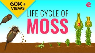 What is the Lifecycle of a Moss  Biology  Extraclasscom [upl. by Anehta]